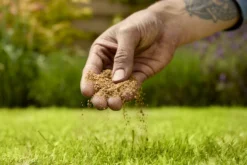 Verve Mamaterra Lawn Feed Granules 100m² 2.5kg -Bestway Garden Sales Store verve mamaterra lawn feed granules 100m 2 5kg5063022034779 03i