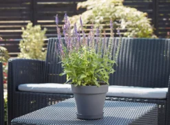 Verve Nurgul Peyote Rectangular Trough 6 Verve Nurgul Peyote Rectangular Trough -Bestway Garden Sales Store verve nurgul peyote rectangular trough5059340387949 21c