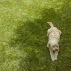 Verve Shady Grass Seeds, 1.25kg -Bestway Garden Sales Store verve shady grass seeds 1 25kg3663602947554 01i