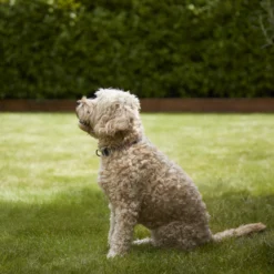 Verve Shady Grass Seeds, 1.25kg -Bestway Garden Sales Store verve shady grass seeds 1 25kg3663602947554 02i