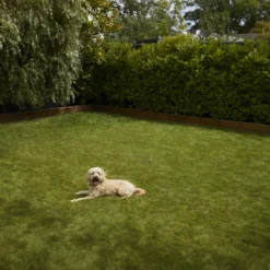 Verve Shady Grass Seeds, 1.25kg -Bestway Garden Sales Store verve shady grass seeds 1 25kg3663602947554 03i