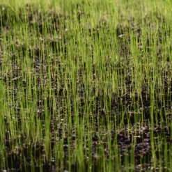 Verve Sunny Grass Seeds, 5kg -Bestway Garden Sales Store verve sunny grass seeds 5kg3663602947516 10i