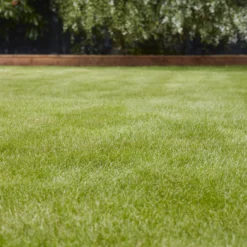 Verve Universal Grass Seeds, 1.5kg 7 Verve Universal Grass Seeds, 1.5kg -Bestway Garden Sales Store verve universal grass seeds 1 5kg3663602947455 01i