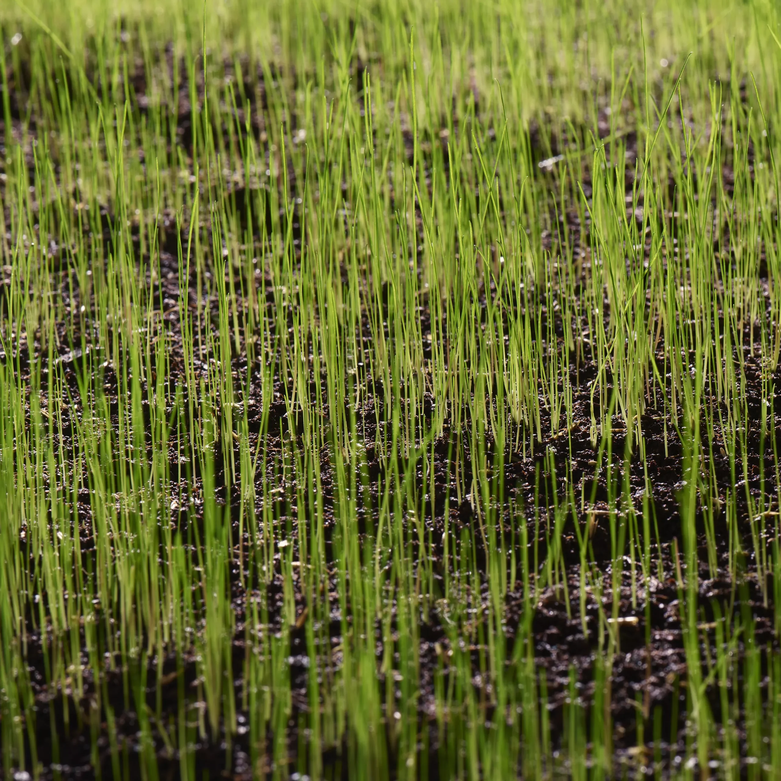 Verve Universal Grass Seeds, 1.5kg 3 Verve Universal Grass Seeds, 1.5kg - Image 3